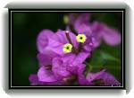 Trsteno07 * 860 x 592 * (55KB)