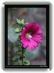 Trsteno12 * 417 x 600 * (36KB)