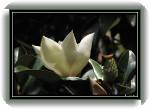 Trsteno14 * 860 x 592 * (68KB)